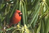 Cardinalis cardinalis